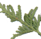 Cedar leaf