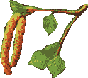 Birch