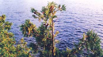 Eastern white cedar