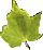 Green maple leaf