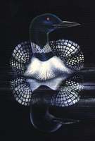 loon by Hugh McKenzie