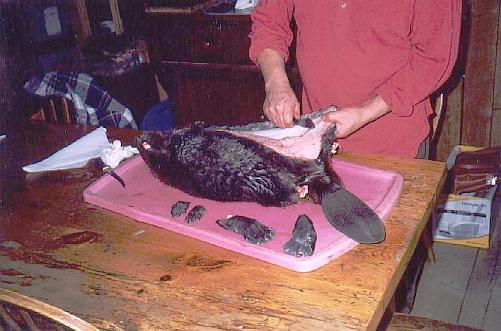 Skinning beaver