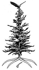 Tree of Peace