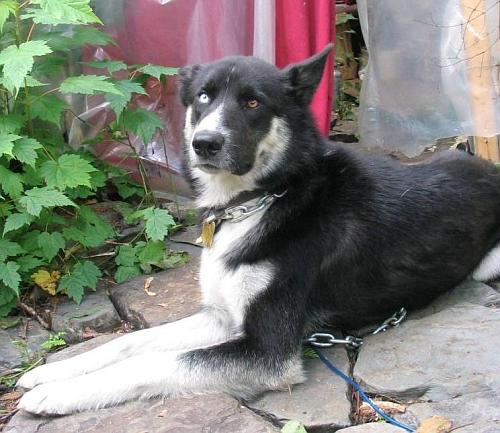 Nimush in 2005