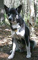 Nimush The Dog