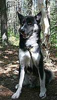 Nimush The Dog