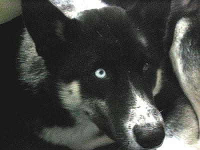 Nimush The Dog