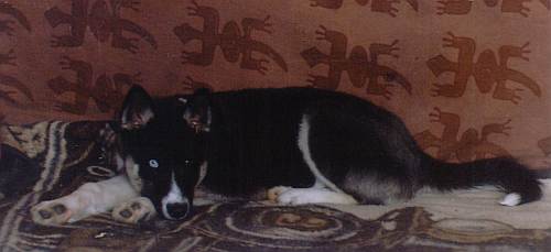 Nimush the Pup