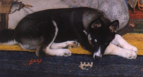 Nimush the Pup