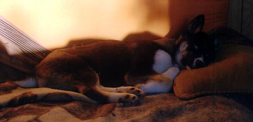 Nimush the Pup