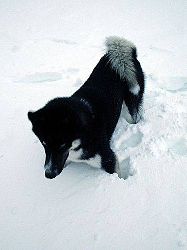 Nimush in snow