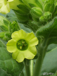 tobacco flower